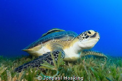 Turtle looks up from feeding by Jonpaul Hosking 